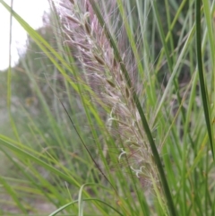 Cenchrus purpurascens (Swamp Foxtail) at Bonython, ACT - 13 Dec 2015 by michaelb