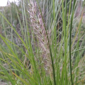 Cenchrus purpurascens at Bonython, ACT - 13 Dec 2015 08:17 PM