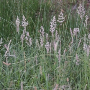 Holcus lanatus at Bonython, ACT - 13 Dec 2015