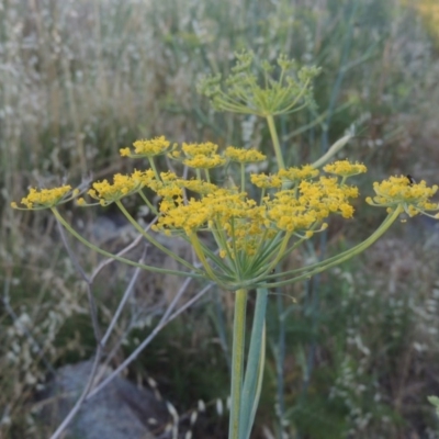 Foeniculum vulgare (Fennel) at Pine Island to Point Hut - 19 Jan 2016 by michaelb
