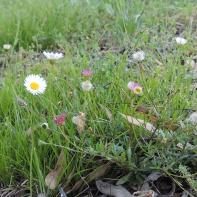 Erigeron karvinskianus (Seaside Daisy) at Tuggeranong Hill - 23 Nov 2015 by michaelb