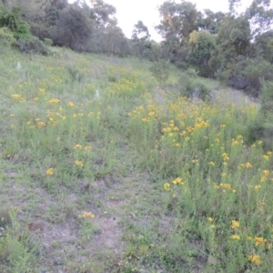 Hypericum perforatum at Calwell, ACT - 23 Nov 2015 06:56 PM