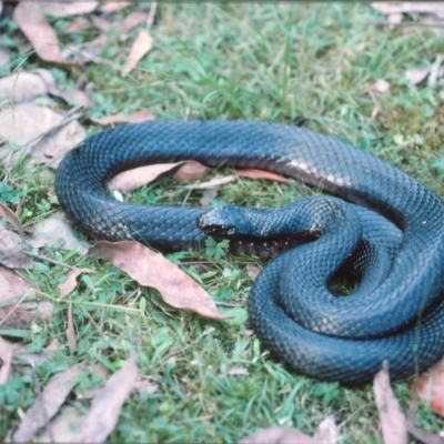 Pseudechis porphyriacus (Red-bellied Black Snake) at QPRC LGA - 17 Mar 1976 by wombey