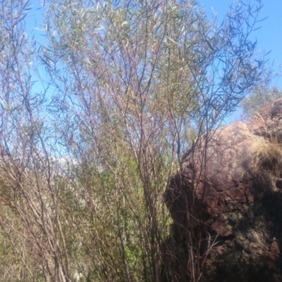 Acacia verniciflua (Varnish Wattle) at Uriarra Village, ACT - 14 Jan 2016 by gregbaines