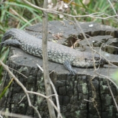 Egernia cunninghami (Cunningham's Skink) at Tidbinbilla Nature Reserve - 21 Jan 2016 by ArcherCallaway