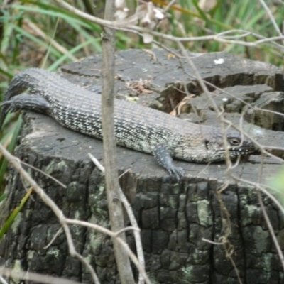 Egernia cunninghami (Cunningham's Skink) at Tidbinbilla Nature Reserve - 21 Jan 2016 by ArcherCallaway