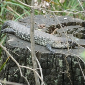 Egernia cunninghami at Paddys River, ACT - 21 Jan 2016