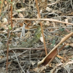 Intellagama lesueurii howittii (Gippsland Water Dragon) at Tidbinbilla Nature Reserve - 21 Jan 2016 by ArcherCallaway