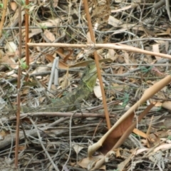 Intellagama lesueurii howittii (Gippsland Water Dragon) at Paddys River, ACT - 21 Jan 2016 by ArcherCallaway