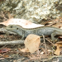 Liopholis whitii (White's Skink) at Paddys River, ACT - 21 Jan 2016 by ArcherCallaway