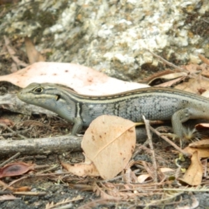 Liopholis whitii at Paddys River, ACT - 21 Jan 2016 04:37 PM