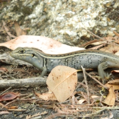 Liopholis whitii (White's Skink) at Tidbinbilla Nature Reserve - 21 Jan 2016 by ArcherCallaway