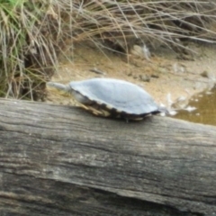 Chelodina longicollis (Eastern Long-necked Turtle) at Tidbinbilla Nature Reserve - 21 Jan 2016 by ArcherCallaway