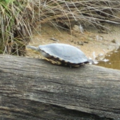 Chelodina longicollis (Eastern Long-necked Turtle) at Tidbinbilla Nature Reserve - 21 Jan 2016 by ArcherCallaway