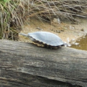 Chelodina longicollis at Paddys River, ACT - 21 Jan 2016