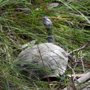 Chelodina longicollis at Paddys River, ACT - 21 Jan 2016