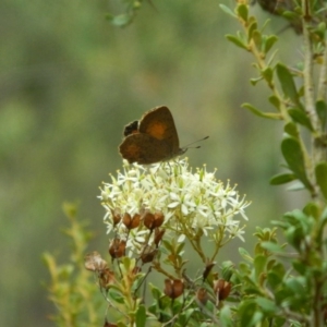 Paralucia aurifera at Paddys River, ACT - 21 Jan 2016 05:41 PM