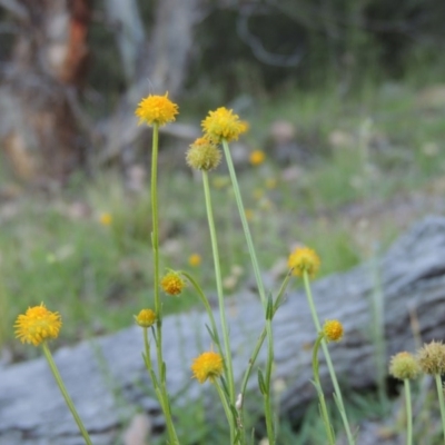 Calotis lappulacea (Yellow Burr Daisy) at Calwell, ACT - 23 Nov 2015 by michaelb