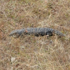 Tiliqua rugosa (Shingleback Lizard) at Mulligans Flat - 20 Jan 2016 by ArcherCallaway