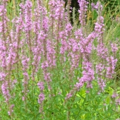 Lythrum salicaria (Purple Loosestrife) at Paddys River, ACT - 21 Jan 2016 by RyuCallaway