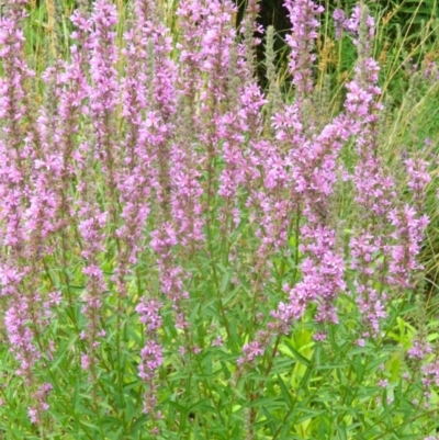 Lythrum salicaria (Purple Loosestrife) at Paddys River, ACT - 21 Jan 2016 by ArcherCallaway