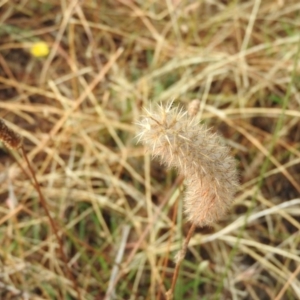 Trifolium angustifolium at Wanniassa Hill - 22 Jan 2016 08:19 AM