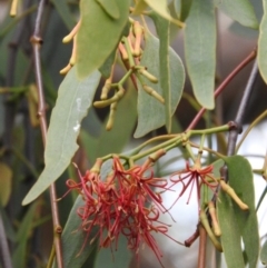 Amyema miquelii (Box Mistletoe) at Wanniassa Hill - 22 Jan 2016 by ArcherCallaway