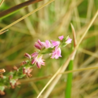 Spiranthes australis (Austral Ladies Tresses) at Fadden Hills Pond - 21 Jan 2016 by RyuCallaway