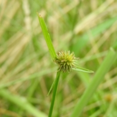 Cyperus sphaeroideus (Scented Sedge) at Fadden Hills Pond - 21 Jan 2016 by RyuCallaway