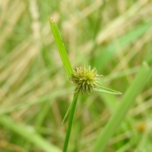 Cyperus sphaeroideus at Fadden, ACT - 22 Jan 2016 08:57 AM