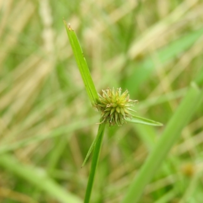 Cyperus sphaeroideus (Scented Sedge) at Fadden Hills Pond - 21 Jan 2016 by RyuCallaway