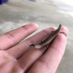 Saproscincus mustelinus (Weasel Skink) at Calwell, ACT - 22 Jan 2016 by Anam