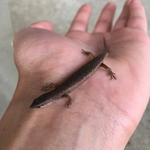 Saproscincus mustelinus at Calwell, ACT - 22 Jan 2016 06:14 PM