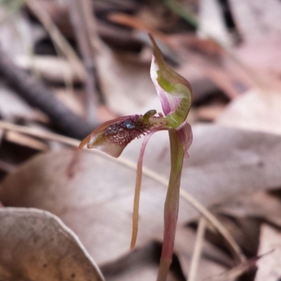Chiloglottis reflexa (Short-clubbed Wasp Orchid) at Mogo, NSW - 18 Jan 2016 by MattM