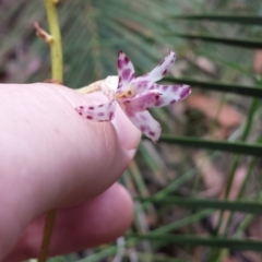 Dipodium variegatum (Blotched Hyacinth Orchid) at Mogo State Forest - 18 Jan 2016 by MattM