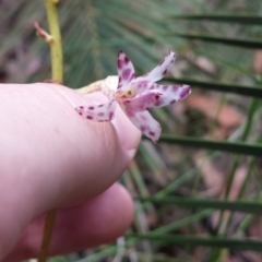 Dipodium variegatum (Blotched Hyacinth Orchid) at Mogo, NSW - 19 Jan 2016 by MattM