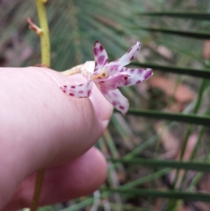 Dipodium variegatum at Mogo, NSW - 19 Jan 2016