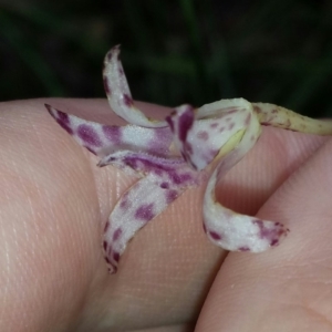 Dipodium variegatum at Mogo, NSW - 19 Jan 2016