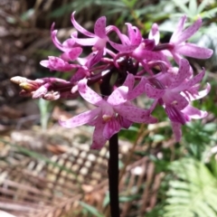 Dipodium roseum (Rosy Hyacinth Orchid) at Mogo, NSW - 19 Jan 2016 by MattM