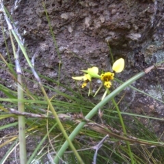 Diuris sulphurea (Tiger Orchid) at Mount Mugga Mugga - 31 Oct 2011 by Mike