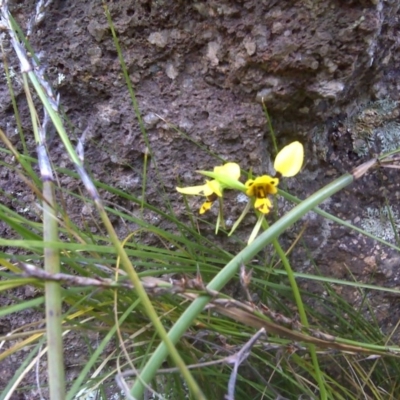 Diuris sulphurea (Tiger Orchid) at Symonston, ACT - 31 Oct 2011 by Mike