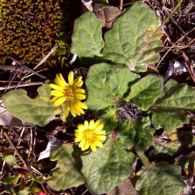 Cymbonotus sp. (preissianus or lawsonianus) (Bears Ears) at Symonston, ACT - 14 Aug 2011 by Mike