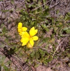 Goodenia pinnatifida (Scrambled Eggs) at Isaacs Ridge - 18 Oct 2011 by Mike