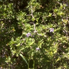 Lycium ferocissimum (African Boxthorn) at Garran, ACT - 21 Oct 2011 by Mike