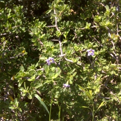 Lycium ferocissimum (African Boxthorn) at Garran, ACT - 20 Oct 2011 by Mike