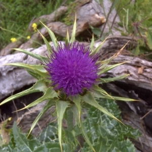 Silybum marianum at Jerrabomberra, ACT - 28 Oct 2011