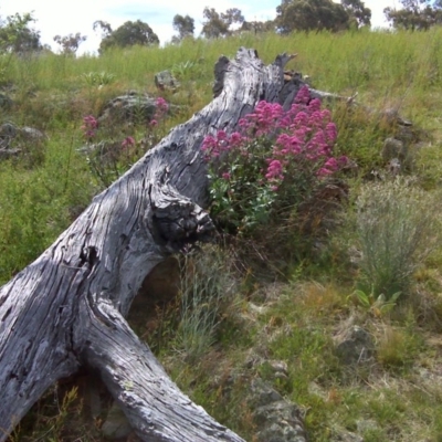 Centranthus ruber (Red Valerian, Kiss-me-quick, Jupiter's Beard) at Mount Mugga Mugga - 31 Oct 2011 by Mike