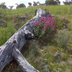 Centranthus ruber (Red Valerian, Kiss-me-quick, Jupiter's Beard) at Mount Mugga Mugga - 31 Oct 2011 by Mike