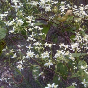 Clematis aristata at Symonston, ACT - 31 Oct 2011