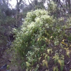 Clematis aristata at Symonston, ACT - 31 Oct 2011